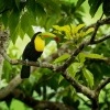Tukan kratkozoby - Ramphastos sulfuratus - Keel-billed Toucan o5193
